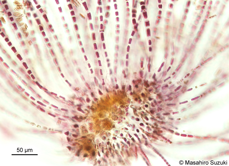 イソリボン Erythrotrichia incrassata